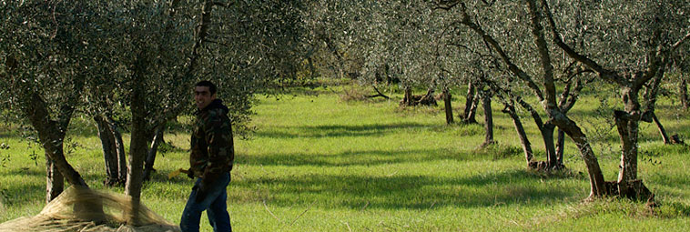 panoramica 2 oliveti Buonamici